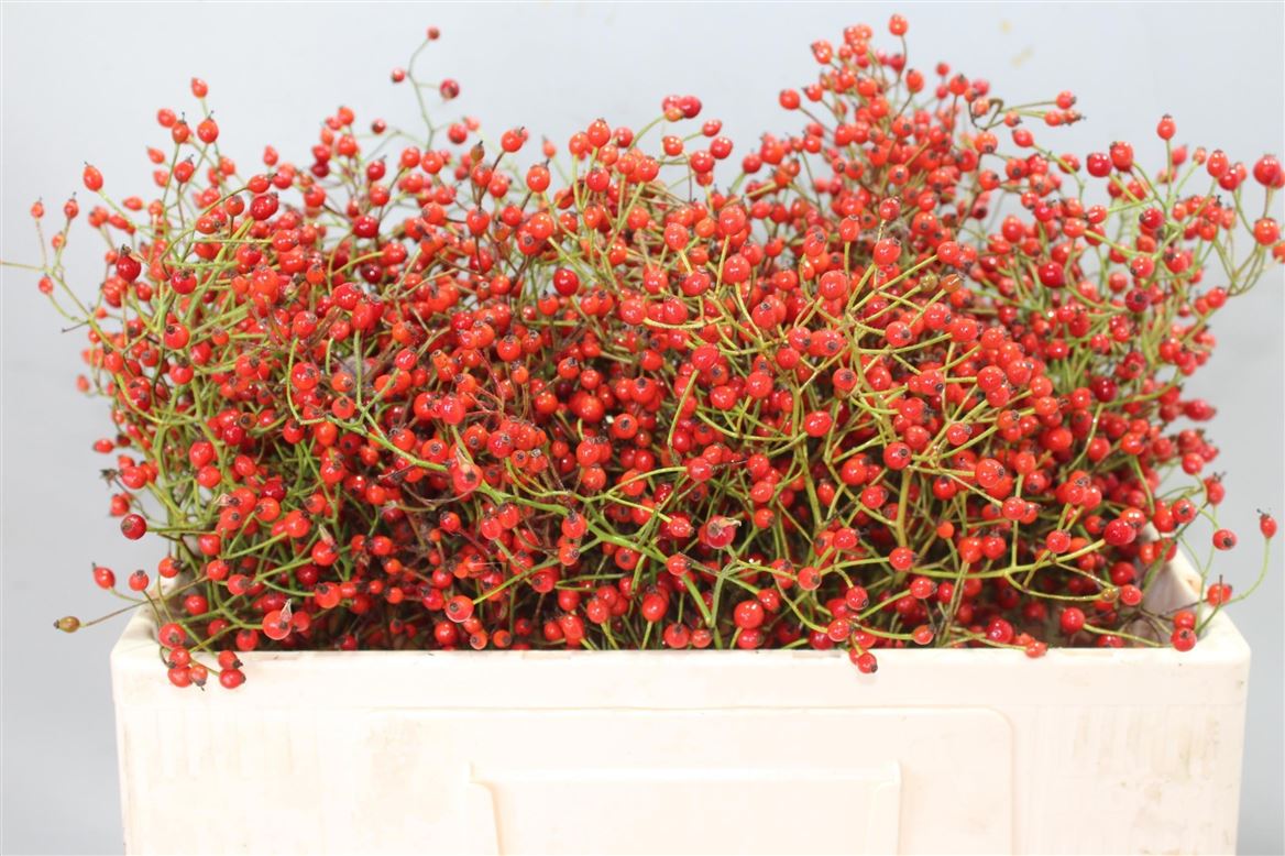 Rosa Prinsberry Red 50cm