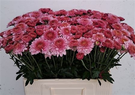Chrys Spray Blenda 60cm 50gram