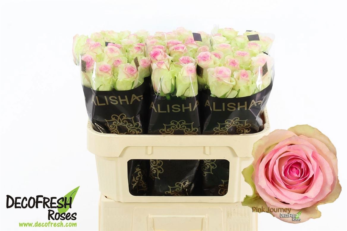 Rosa Pink Journey 70cm