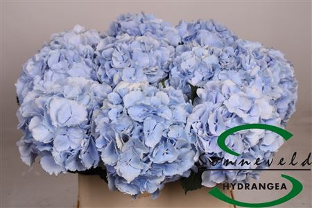 Hydr M Verena Bl