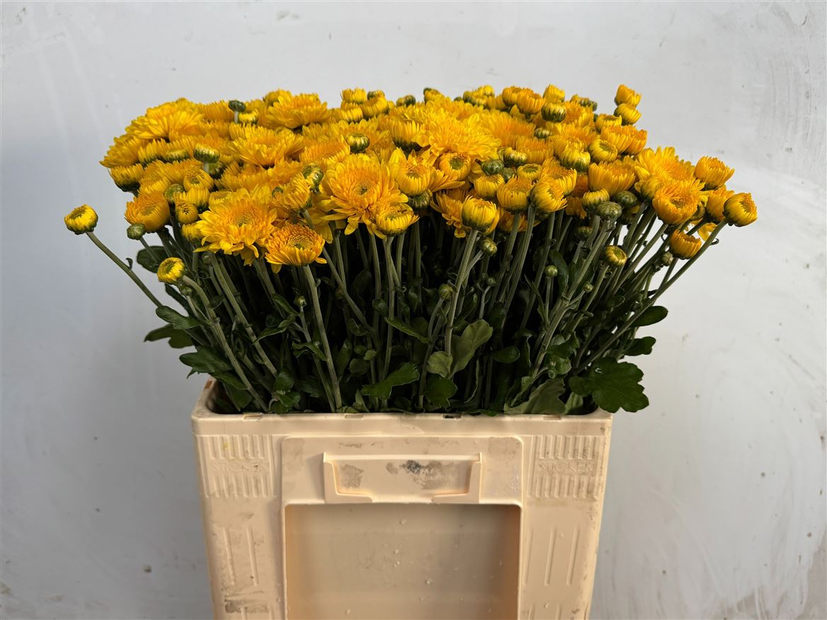 Chrysanth Spray Littleton Yellow 60cm 70gr.