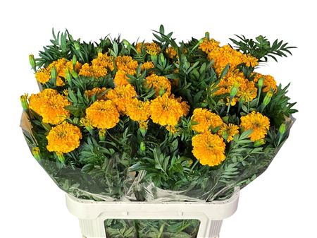 Tagetes Er Coco Gold