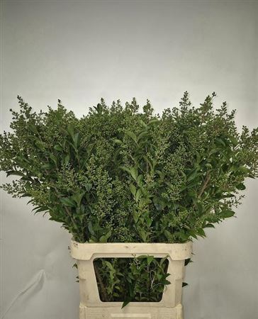 Ligustrum Ovalifolium Libelle 100cm