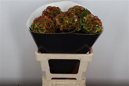 Hydr Wax Olijfgroen 60cm