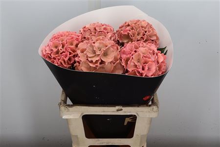 Hydr Wax Versilia 60cm