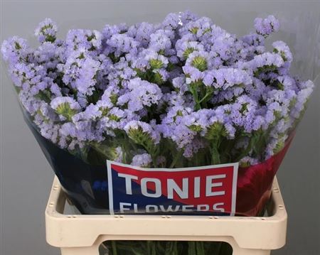 Limonium Sinuatum Donau Birds 60cm 45gr.