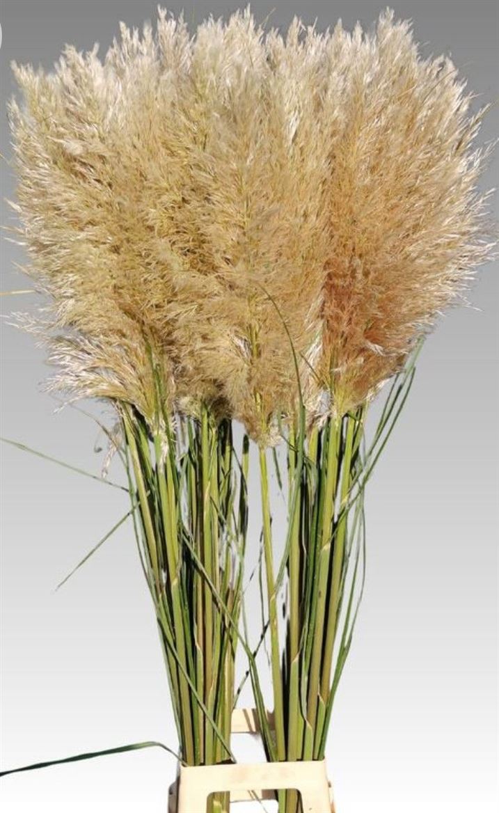Cortaderia 110cm