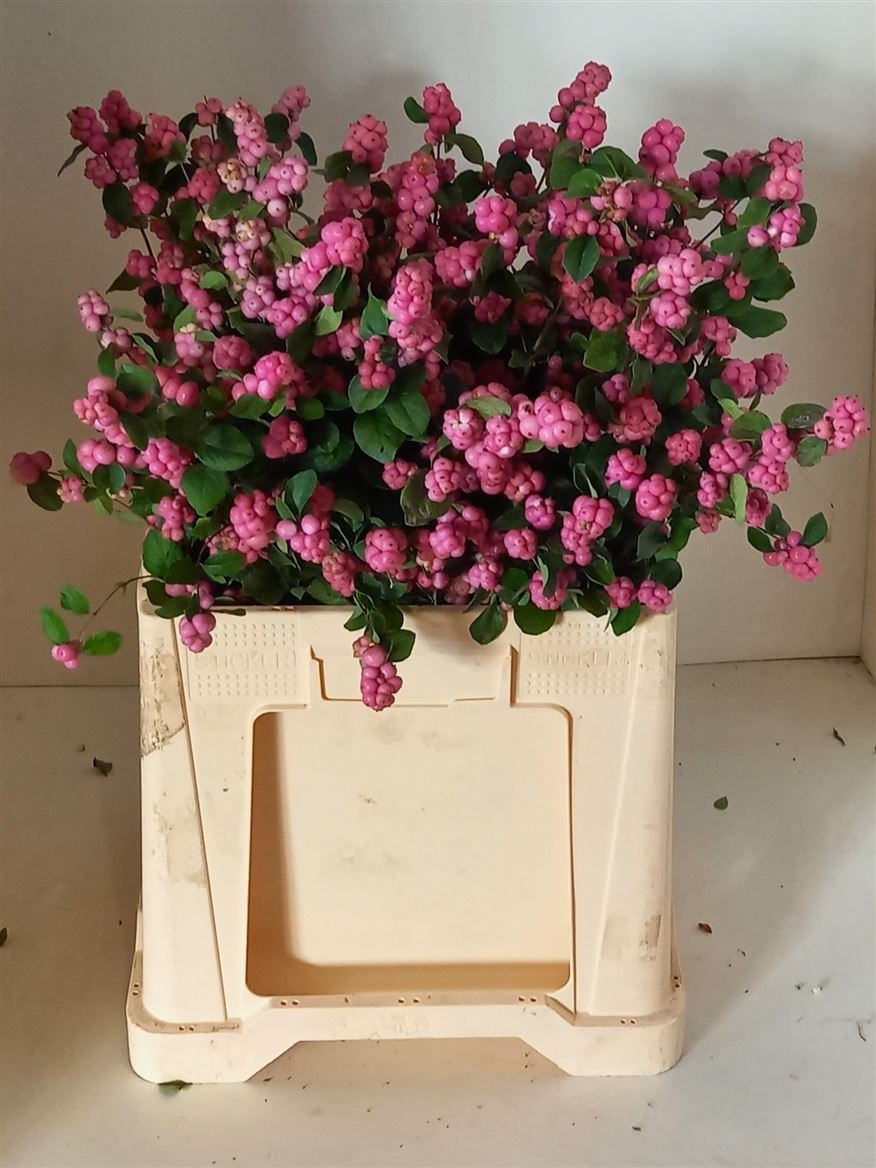 Symphocarpus Mag Treasure 70cm