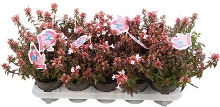 Abelia X Grandiflora Prostrata