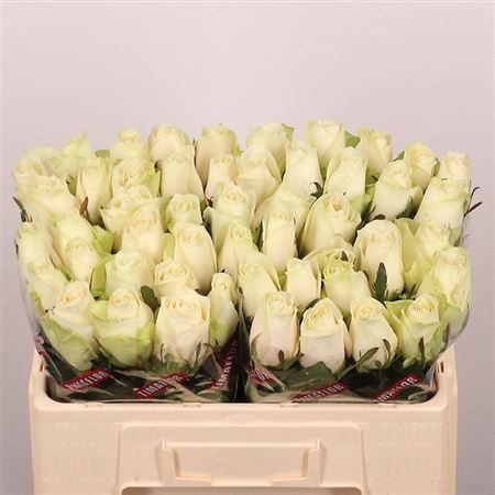 Rosa Athena 50cm