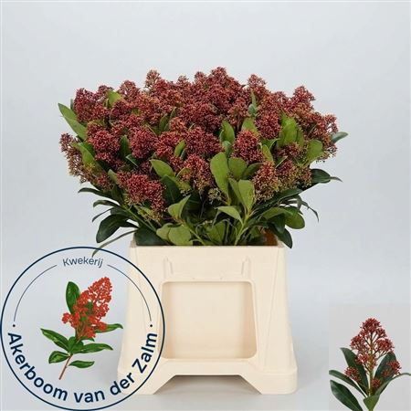 Skimmia Japonica Rubella Per Bunch 45cm