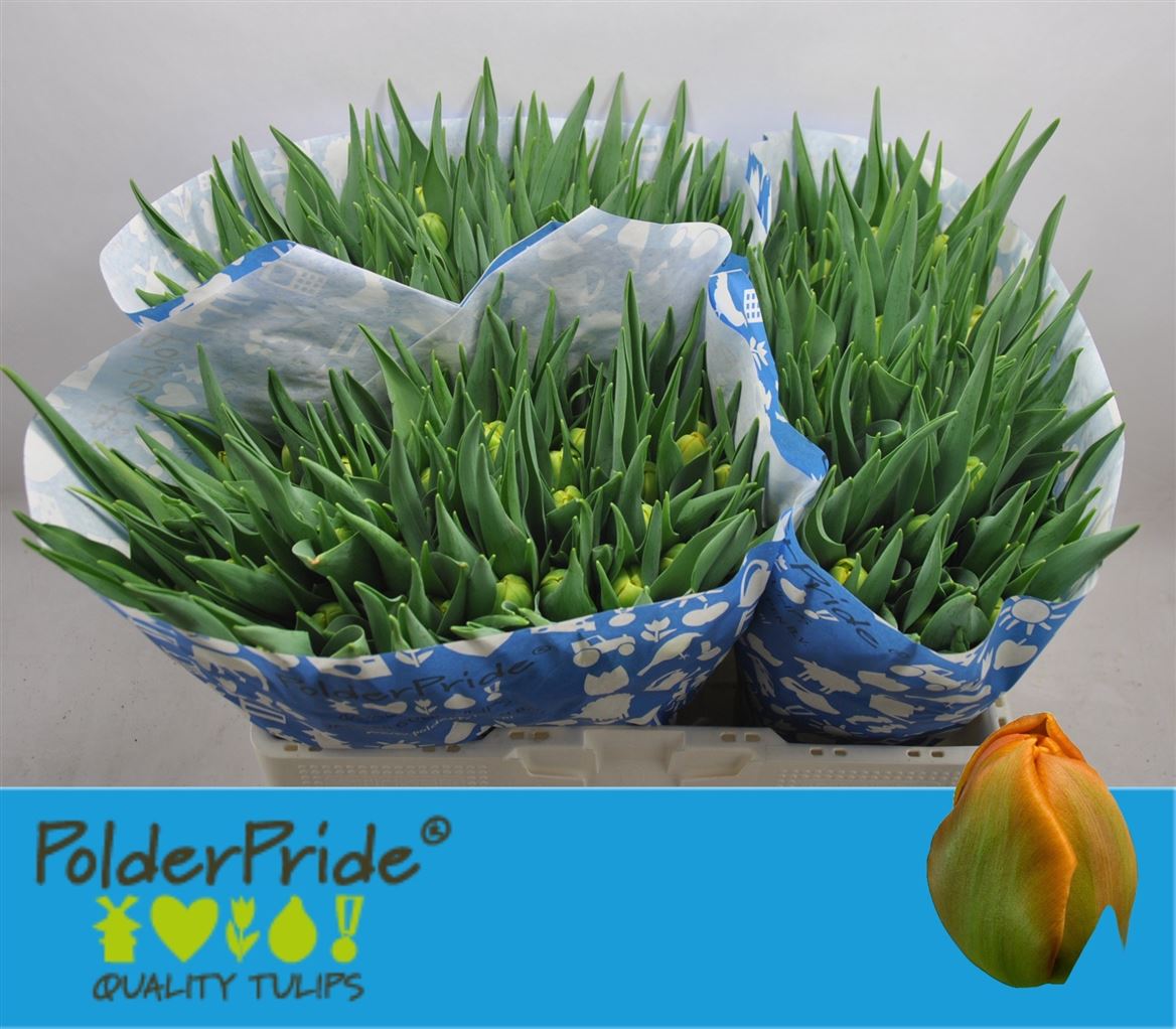 Tulip Double Icoon 40cm 40gr.