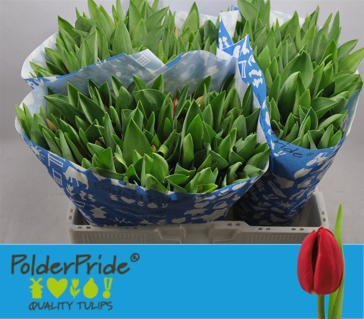 Tulipa Curry 42cm 42gram