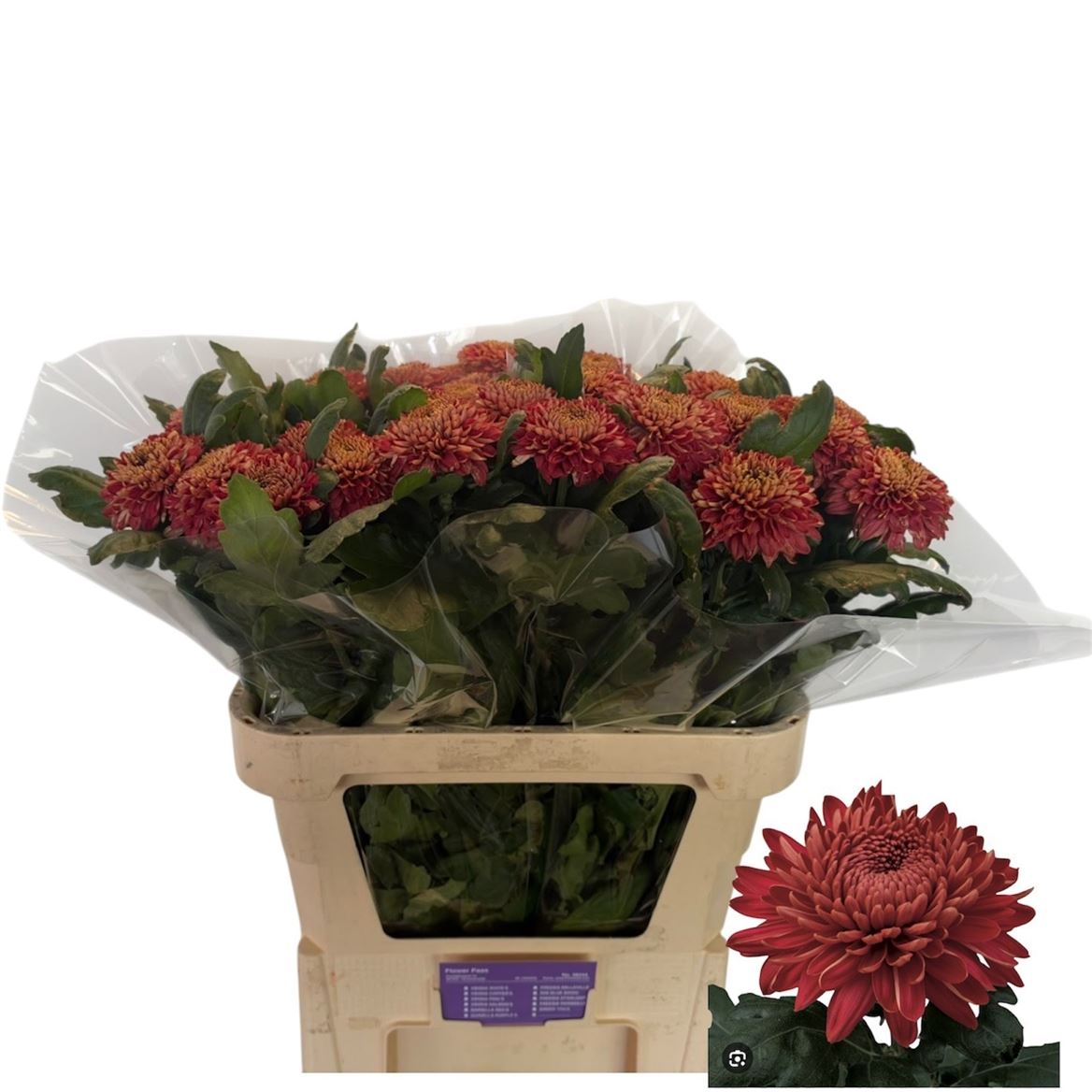 Chrysanth Single Marielle Red 80cm 75gr.