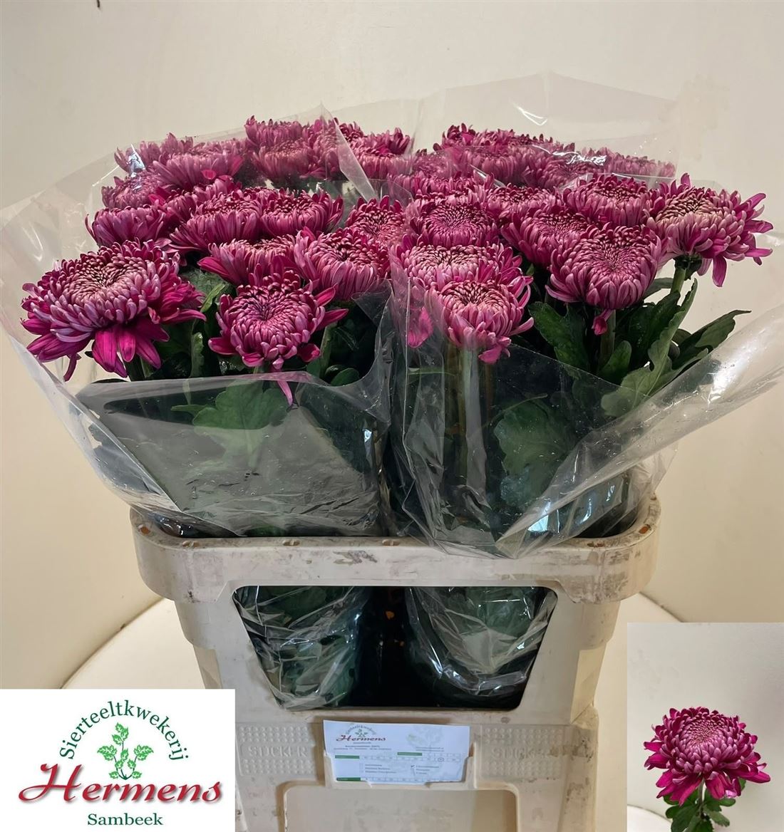 Chrysanth Single Regalmist Purper 80cm 140gr.