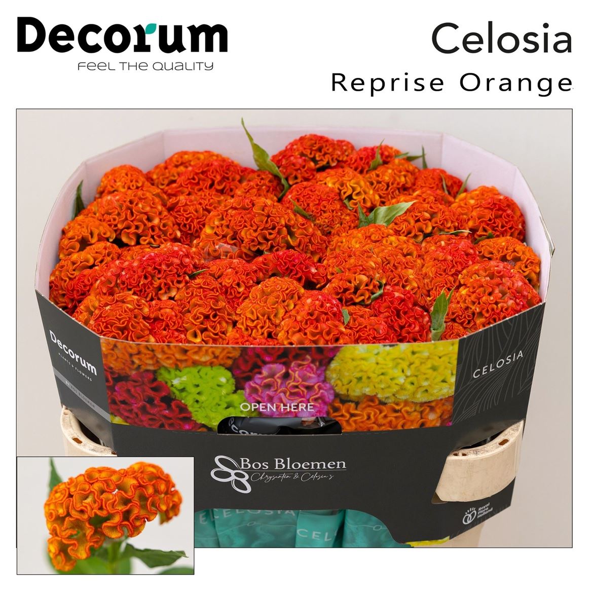Celosia Reprise Orange 72cm