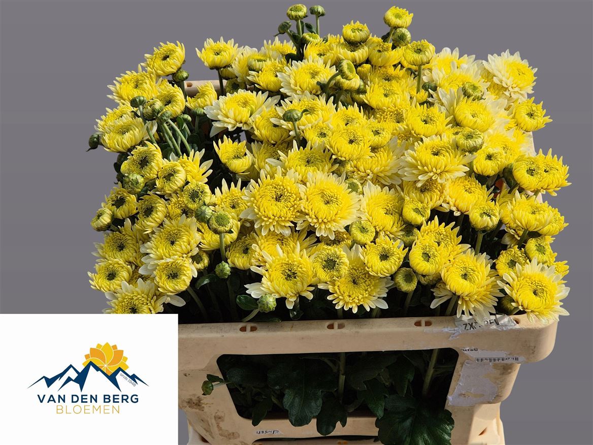 Chrysanth Spray Blenda White 50cm 50gr.