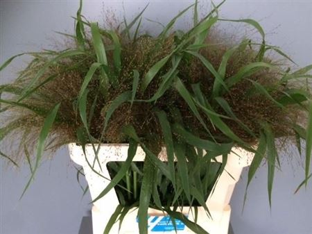 Panicum Firework 70cm