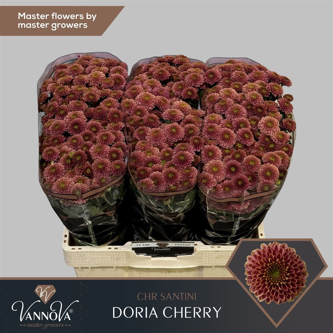 Chrysanth Santini Doria Cherry 55cm 48gr.