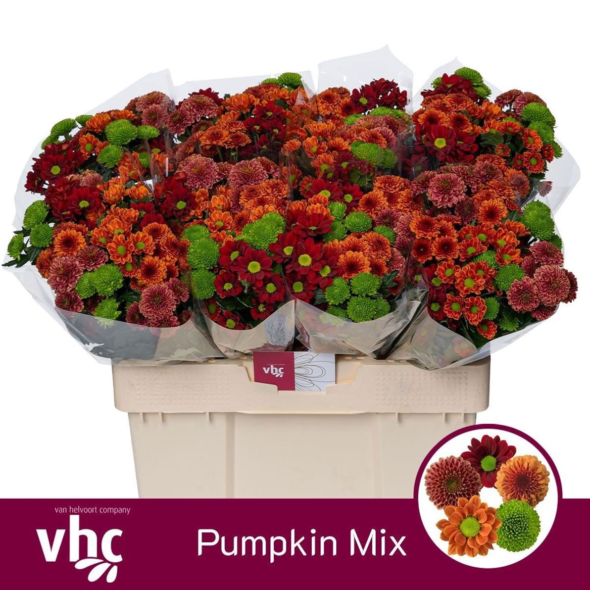 Chrysanth Santini Mix 55cm 40gr.