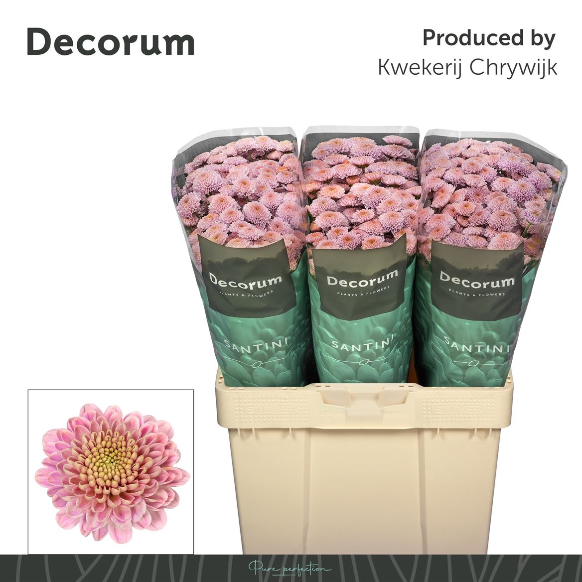 Chrysanth Santini Ellison Sweet 55cm 40gr.
