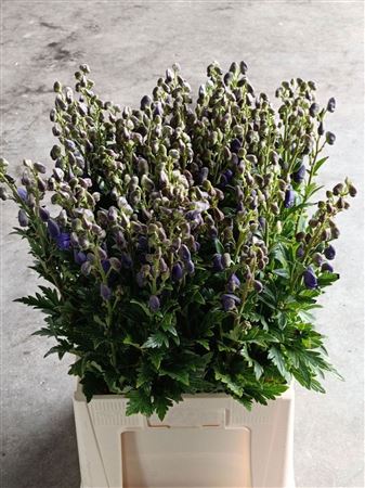 Aconitum Car Arendsii