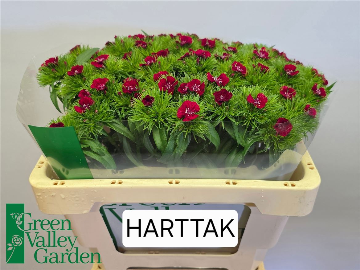 Dianthus Barb Sweet Will Red 55cm