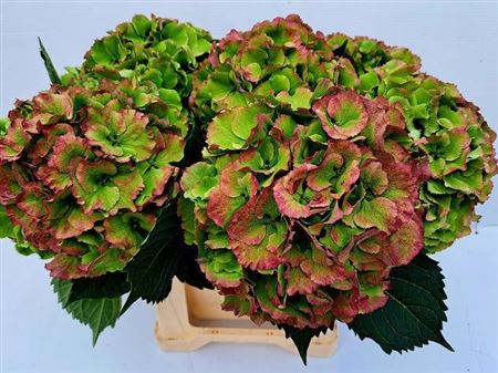 Hydrangea Roy Impr Classic B 40cm 23Ø