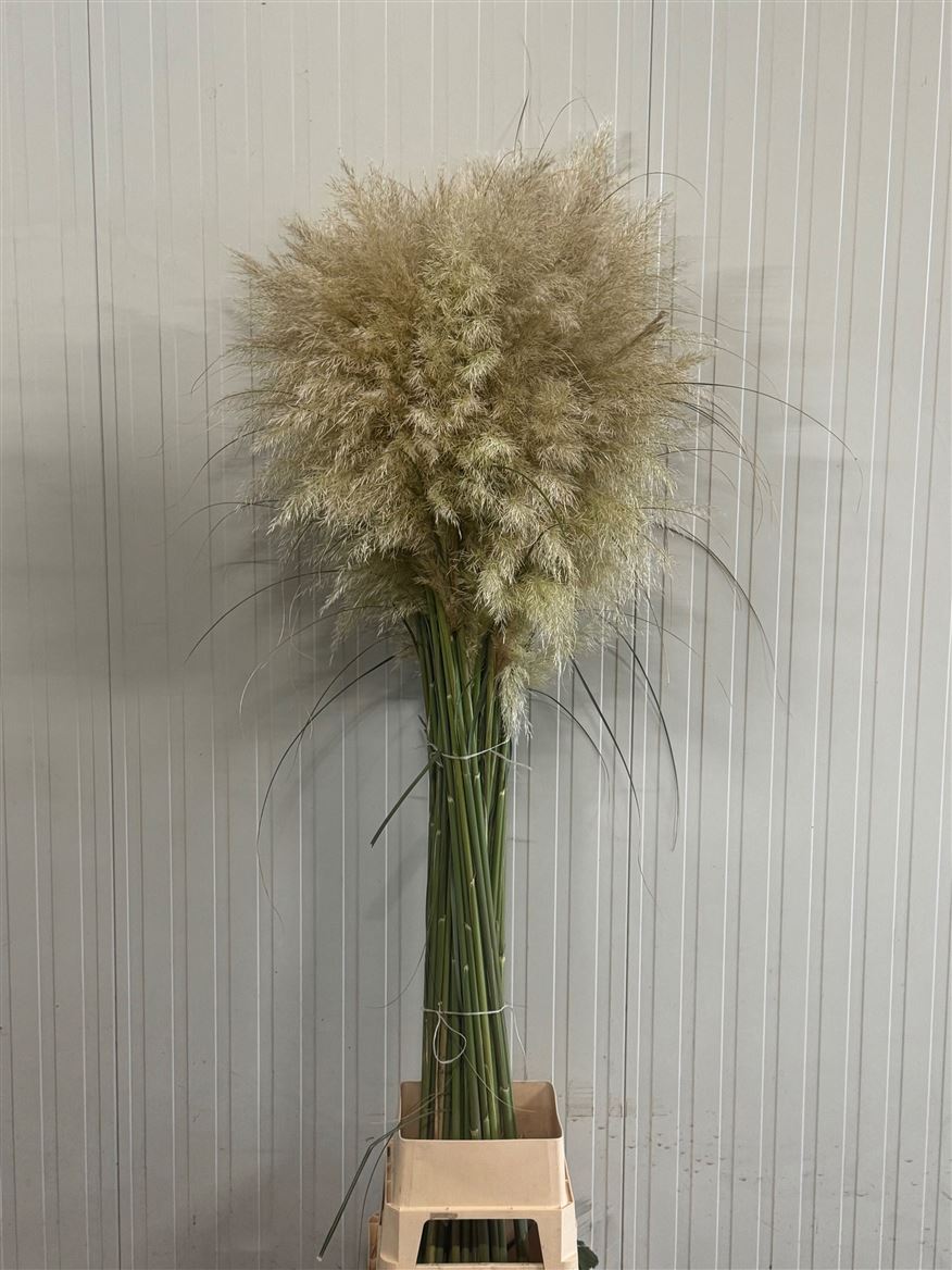 Cortaderia Sel Silver Mountain