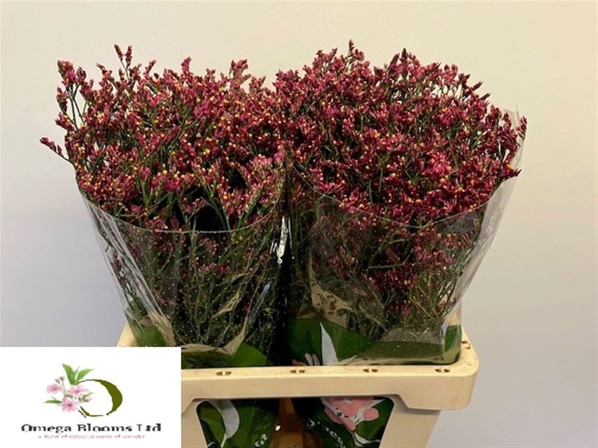 Limonium Sinense Scarlet Diamond 60cm 20gr.