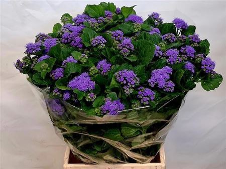 Ageratum Houstonianum Blue Planet 55cm