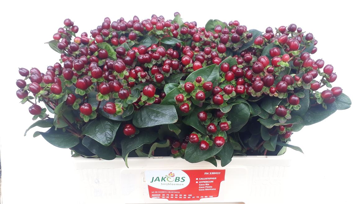 Hypericum Coco Montana 50cm