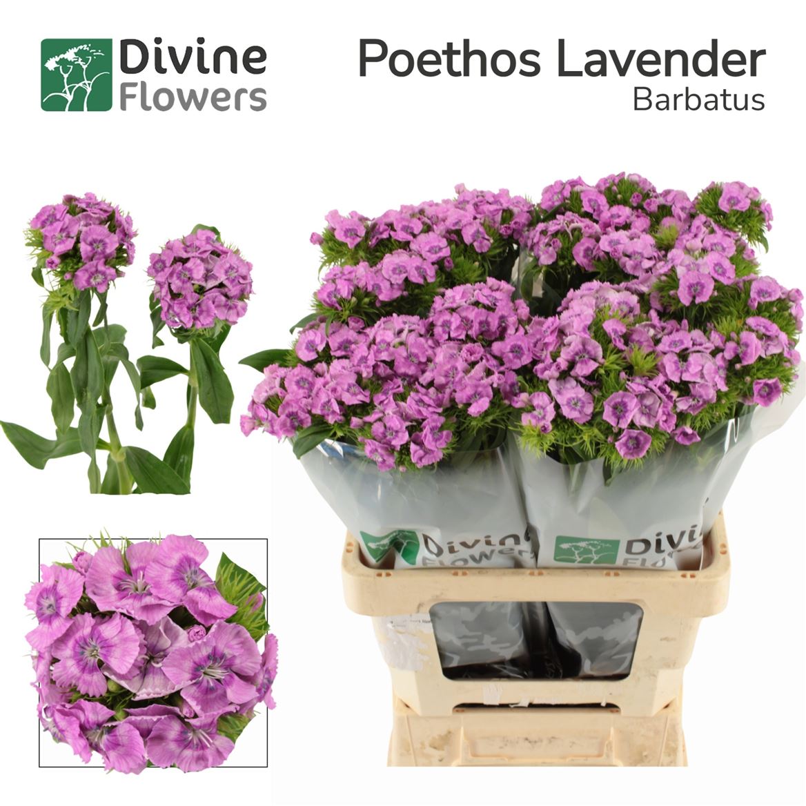 Dianthus Barbaratus 60cm