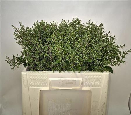 Ligustrum Ovalifolium Libelle 50cm