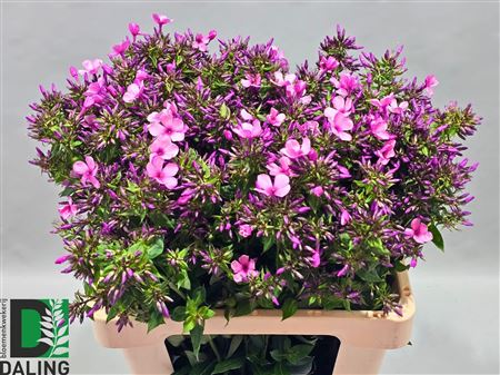 Phlox Paniculata