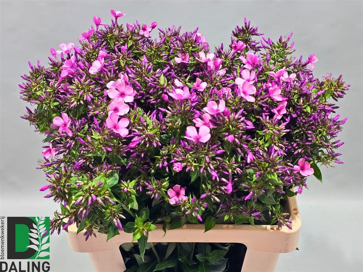 Phlox 60cm