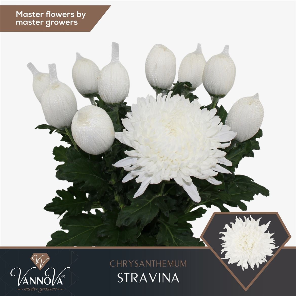 Chrysanth Single Stravina 70cm 110gr.