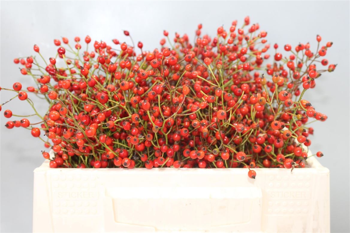 Rosa Prinsberry Red 30cm