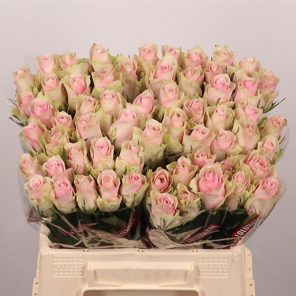 Rosa Pink Athena 40cm