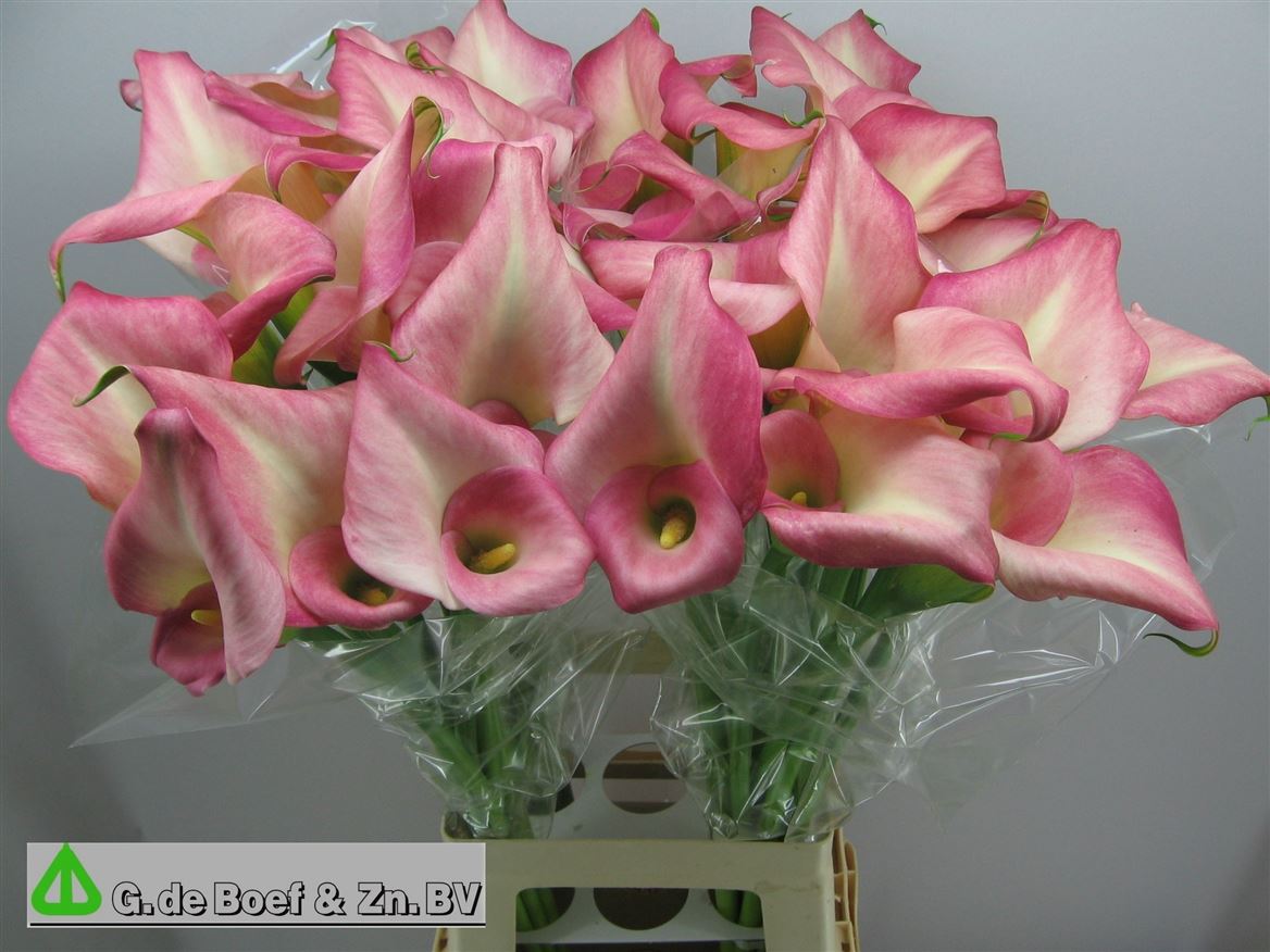 Calla Candy Dream 70cm