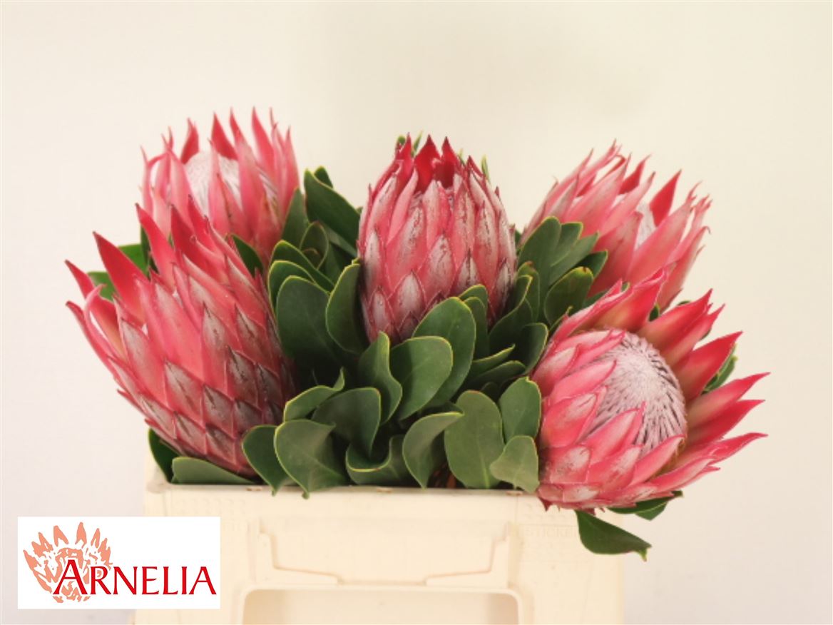 Protea Cynaroides Madiba 40cm