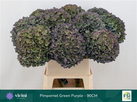 Hydrangea Pimpernel Classic 90cm 22-24cm Hd