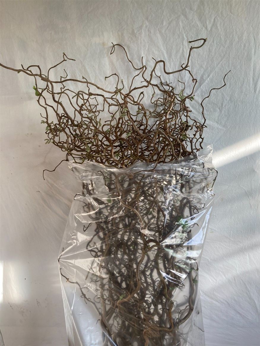 Corylus Avellana Contorta 100cm