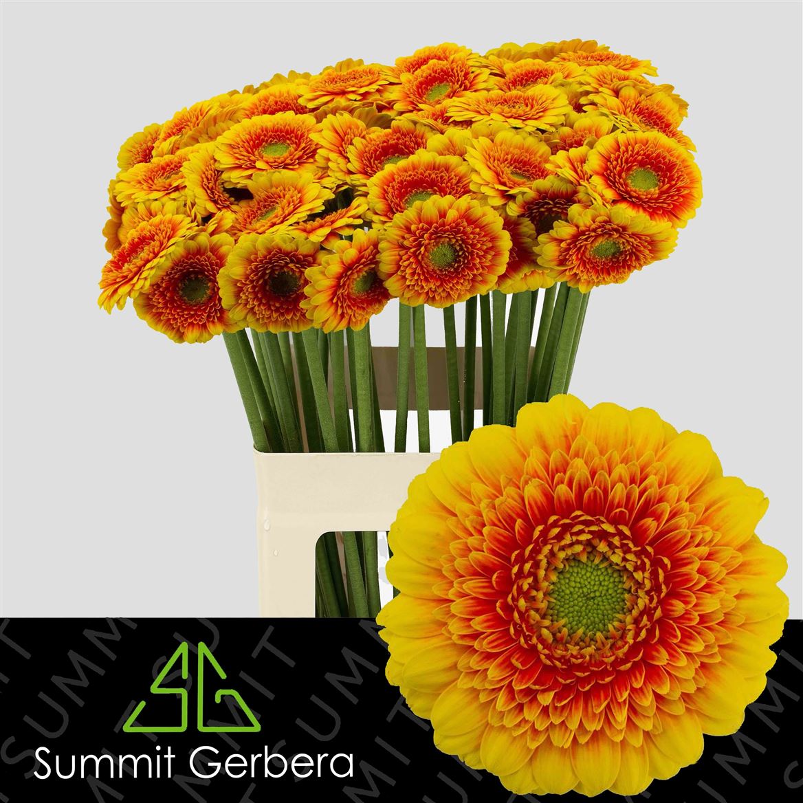 Gerbera Mini Ariba
