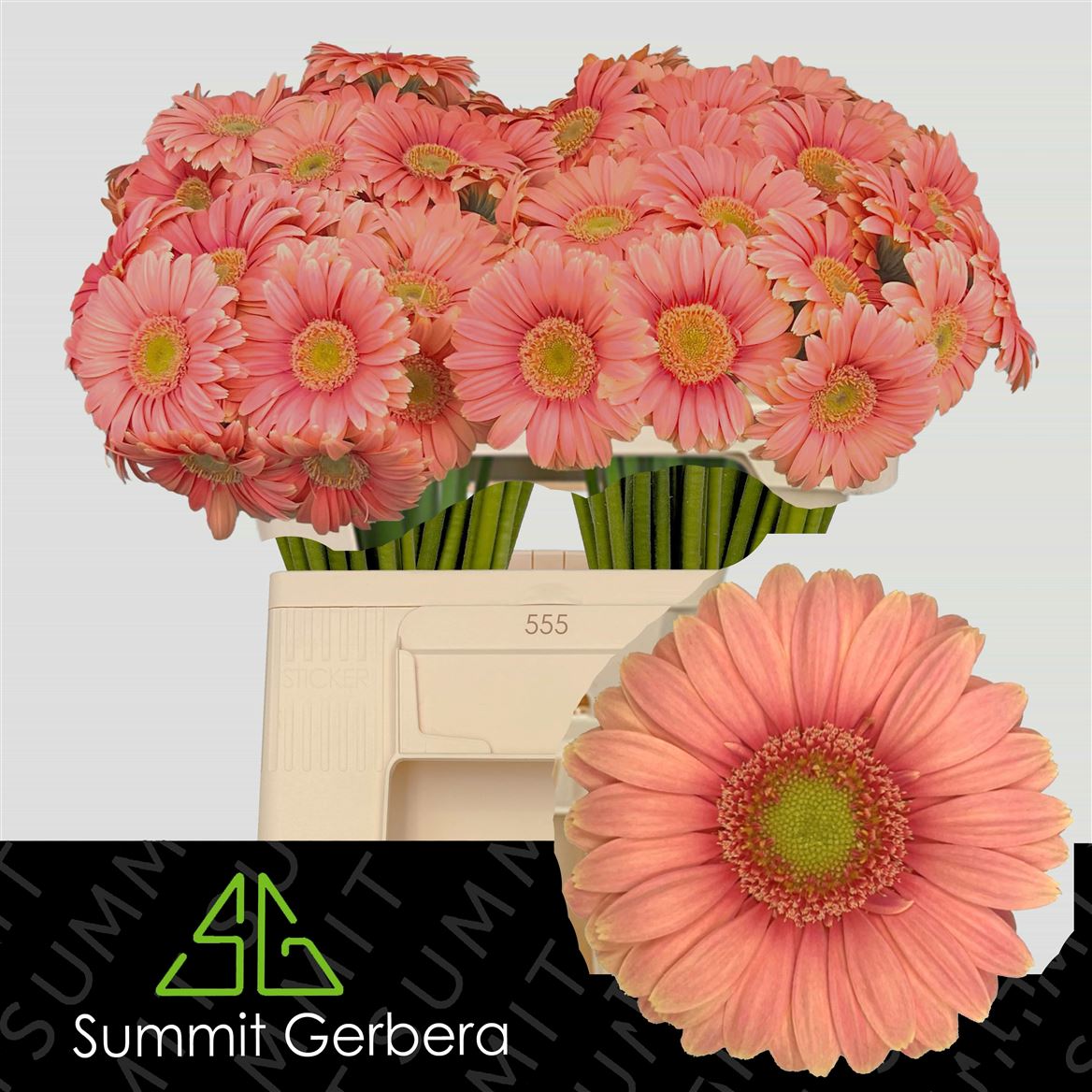 Gerbera Mini Dora