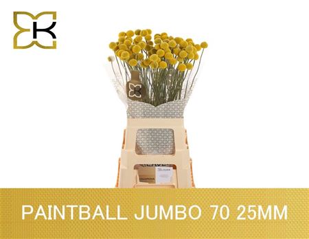 Craspedia Paintball Jumbo 70cm 3cm Hd