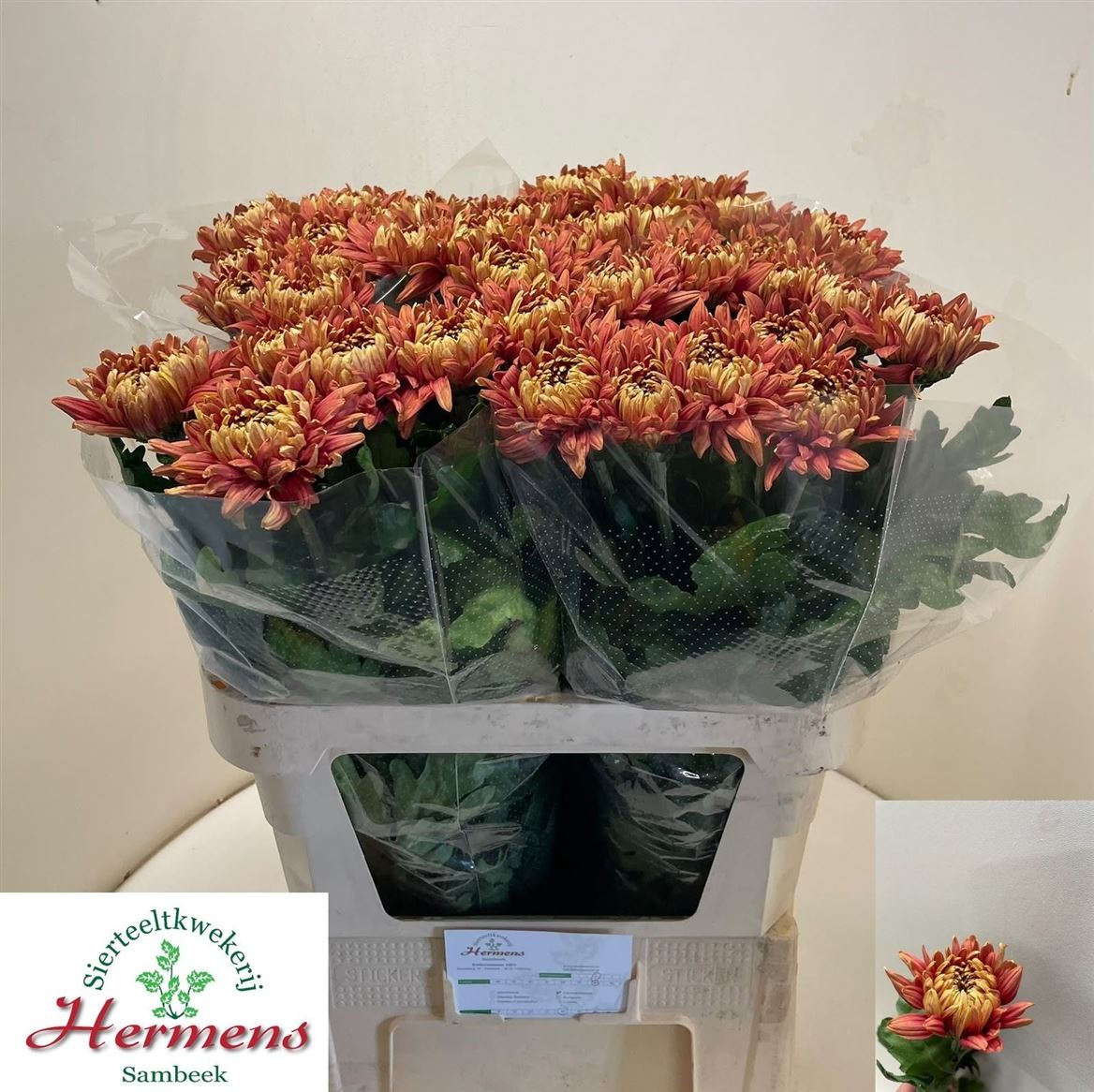 Chrysanth Single Pandion Bronze 80cm 150gr.