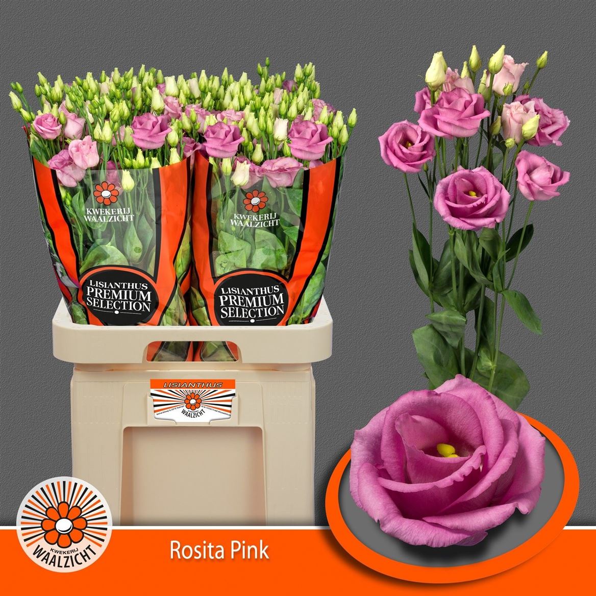 Lisianthus Double Rosita Pink 70cm