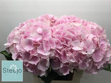 Hydrangea Verena Pink 60cm 20Ø