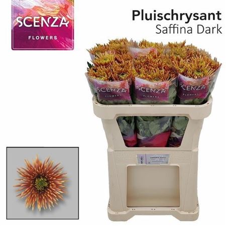 Chrys Single Saffina Dark 70cm 65gram